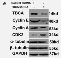 Cyclin E1 Polyclonal Antibody