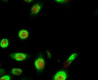 Cyclin E1 Polyclonal Antibody