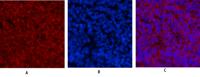 Cyclin E1 Polyclonal Antibody