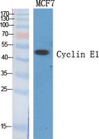 Cyclin E1 Polyclonal Antibody