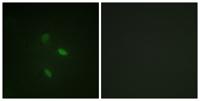 Cyclin E2 Polyclonal Antibody