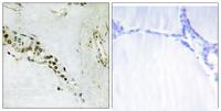 Cyclin E2 Polyclonal Antibody