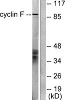 Cyclin F Polyclonal Antibody