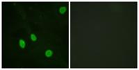 Cyclin H Polyclonal Antibody