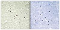 Cyclin H Polyclonal Antibody