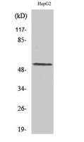 Cyclin L1 Polyclonal Antibody