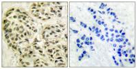 Cyclin L1 Polyclonal Antibody