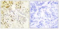 Cyclin L1 Polyclonal Antibody