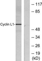 Cyclin L1 Polyclonal Antibody