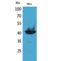 Cyclophilin D Polyclonal Antibody