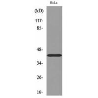 Cyclophilin D Polyclonal Antibody