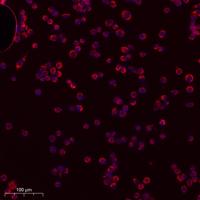 Cyclophilin F Polyclonal Antibody