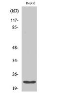 Cyclophilin F Polyclonal Antibody