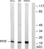 Cyclophilin F Polyclonal Antibody