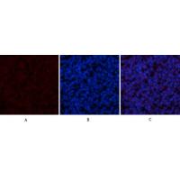 CYCS Polyclonal Antibody