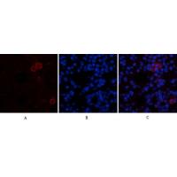 CYCS Polyclonal Antibody