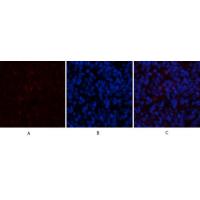 CYCS Polyclonal Antibody