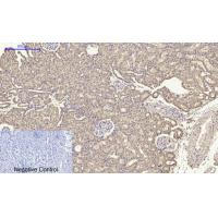 CYCS Polyclonal Antibody