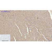 CYCS Polyclonal Antibody