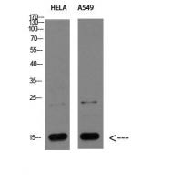 CYCS Polyclonal Antibody