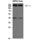 CYFIP2 Polyclonal Antibody