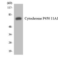 CYP11A1 Polyclonal Antibody