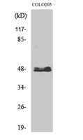 CYP11B1/2 Polyclonal Antibody