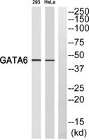 GATA-6 Polyclonal Antibody