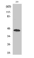 GBDR1 Polyclonal Antibody