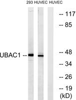 GBDR1 Polyclonal Antibody