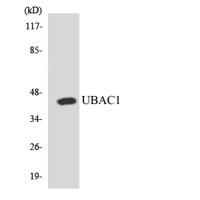 GBDR1 Polyclonal Antibody