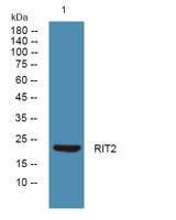 RIT2 Polyclonal Antibody