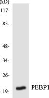 RKIP Polyclonal Antibody