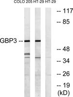 GBP3 Polyclonal Antibody