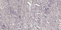 GBP3 Polyclonal Antibody