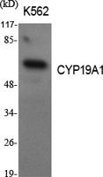 CYP19A1 Polyclonal Antibody