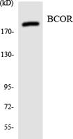CYP19A1 Polyclonal Antibody