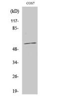 CYP1A1/2 Polyclonal Antibody