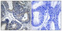 CYP1A1/2 Polyclonal Antibody