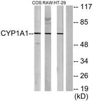 CYP1A1/2 Polyclonal Antibody