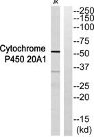CYP20A1 Polyclonal Antibody