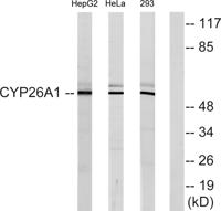 CYP26A1 Polyclonal Antibody