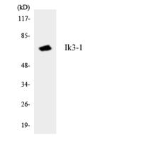 CYP26C1 Polyclonal Antibody
