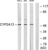 CYP2A13 Polyclonal Antibody