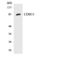 CYP2A6 Polyclonal Antibody