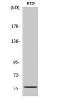 CYP2B6 Polyclonal Antibody