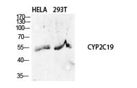 CYP2C19 Polyclonal Antibody