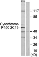 CYP2C19 Polyclonal Antibody