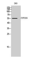 CYP2C8 Polyclonal Antibody