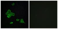 CYP2C8 Polyclonal Antibody